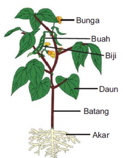 Mewarnai Meremas Menempel Kreasi Bentuk Pohon Dunia 