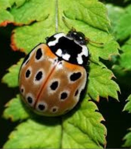 Membuat Bentuk Kumbang Berbahan Tutup Botol Dunia Belajar Anak Membuat Bentuk Kumbang Berbahan Tutup Botol Dunia Belajar Anak